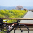 海津大崎の桜を見たい！2010-04-18 琵琶湖一周ツーリング