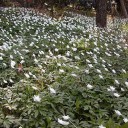 山野草展＆園