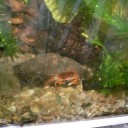 沢ガニの飼育