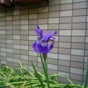 ＧＷ最後は子供の日