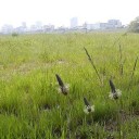 河川敷ウォーキング