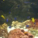 おまけの水族館。