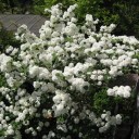 庭の花　続き