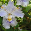 庭の花　続き