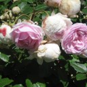 薔薇とみかんの花