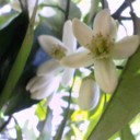 薔薇とみかんの花