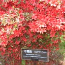 山の躑躅