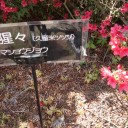 山の躑躅