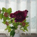 今咲いている薔薇