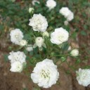 庭に咲く花