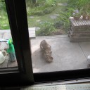 訪問者ならぬ訪問猫　　２匹