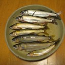 またも　鮎です！