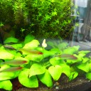アクアリウム　水中花
