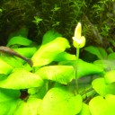 アクアリウム　水中花