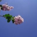 夏の花