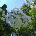 夏の花
