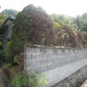 剪定