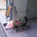 街角の豚