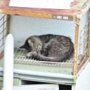 火曜〓弾幕と立ち読みと〓