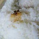 土鍋でご飯（初）その２ おこげと炊き方