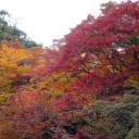 京都・岩倉・実相院