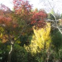 我が家の紅葉