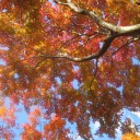 紅葉の京都・南山城