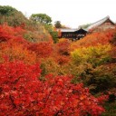 紅葉狩り。②