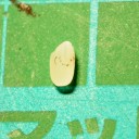 水曜〓雨と米と〓