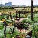 derek jarman’s garden（編集・追記しました）