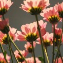 菊の花