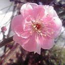 花言葉は澄んだ心