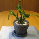 観葉植物？