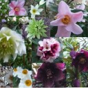 今日の庭花