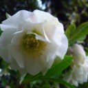 今日の庭花