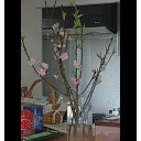 桃の花