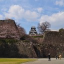 土曜〓桜と熊本と〓