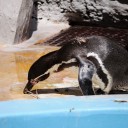 木曜〓動物園とタブレットと〓