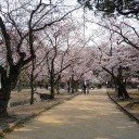 桜が咲き始めました