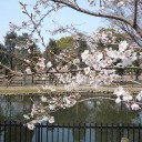 桜が咲き始めました
