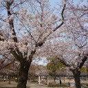 桜が咲き始めました