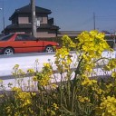 春が来る