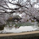 花見三昧でしたが、、、。