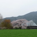 花見三昧でしたが、、、。