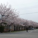 花見三昧でしたが、、、。