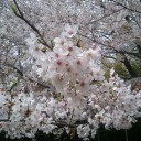 お花見ポケカ　再び