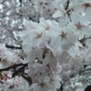 桜を見ることができる回数