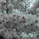 桜を見ることができる回数
