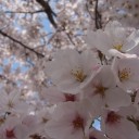 花見