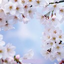 満開の桜Ｎail。